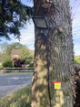 Image 8 for J Worden Tree Risk Assessments