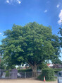 Image 9 for J Worden Tree Risk Assessments