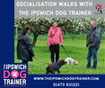 Image 1 for The Ipswich Dog Trainer