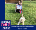 Image 3 for The Ipswich Dog Trainer