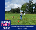 Image 5 for The Ipswich Dog Trainer