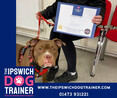 Image 9 for The Ipswich Dog Trainer