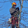 Image 8 for CG Tree Care