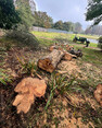 Image 12 for AP Landscapes Tree & Grounds Maintenance