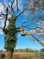 Image 5 for J. Firman Trees and Fences Limited