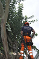 Image 6 for J. Firman Trees and Fences Limited