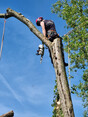 Image 7 for J. Firman Trees and Fences Limited