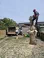 Image 7 for J. Firman Trees and Fences Limited