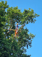 Image 12 for J. Firman Trees and Fences Limited