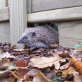 Image 4 for A W Goddard Fencing Ltd