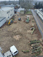 Image 3 for Tree Work & Surveys Limited
