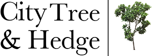 City Tree & Hedge