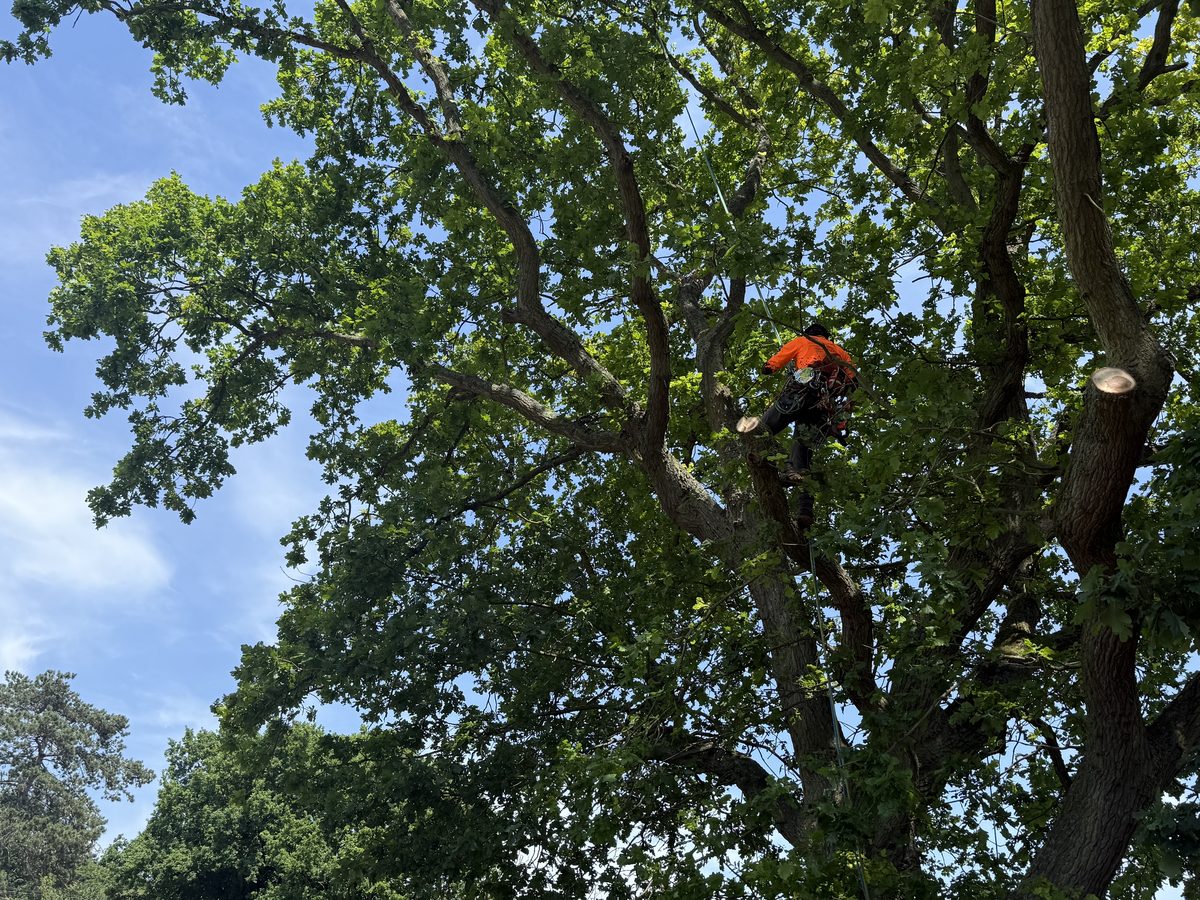 A City Tree & Hedge arborist working on a mature oak, roped into the crown with a chainsaw