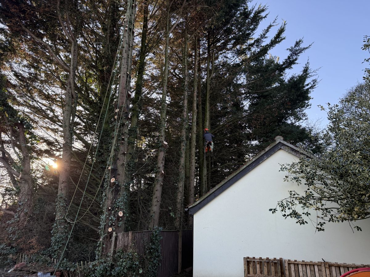 A City Tree and Hedge climber reducing a line of overhanging conifers in a tight space alongside a property