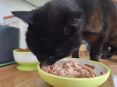 Review Image 1 for Care9 PetCare by John Stone