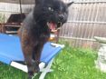 Review Image 2 for Care9 PetCare by John Stone