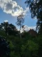 Review Image 2 for Target Trees by Pat Southwood