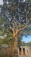 Review Image 1 for J. Firman Trees and Fences Limited by Andrea Clifton