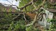 Review Image 2 for J. Firman Trees and Fences Limited by Andrea Clifton